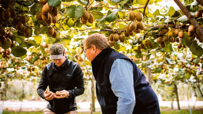 Two men holding kiwifruit in a middle of an orchard Two men holding kiwifruit in a middle of an orchard
