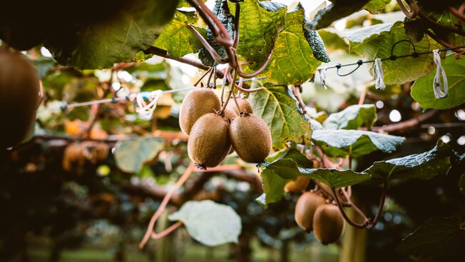 Kiwifruit growing on a vine