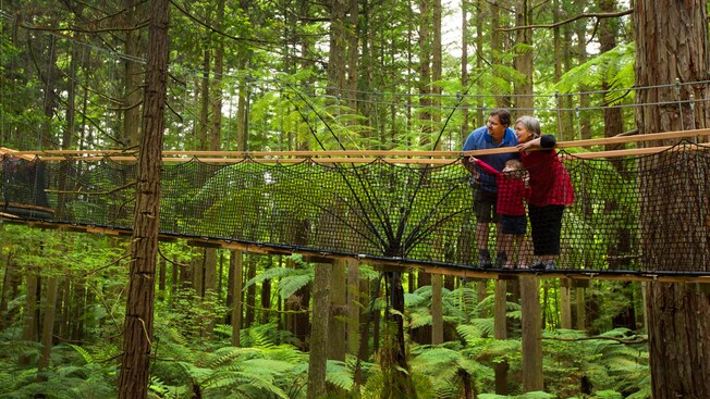 A child pointing at the forest with her parents, all standing on a suspended walkway at Redwoods Treewalk