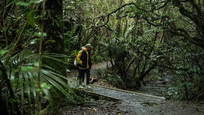 A Guest wearing a rain jacket and backpack walking along a forested trail surrounded by mossy trees A Guest wearing a rain jacket and backpack walking along a forested trail surrounded by mossy trees