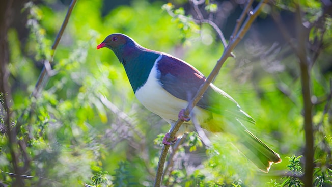 A Kereru pigeon perched on a branch A Kereru pigeon perched on a branch