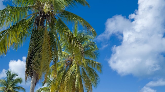 Escape to paradise when you visit Hawksbill Bay Beach. Escape to paradise when you visit Hawksbill Bay Beach.
