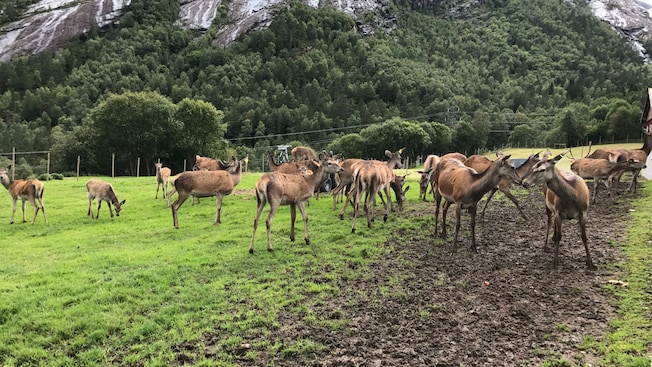 A herd of deer at Nave Deer Farm in Maloy, Norway A herd of deer at Nave Deer Farm in Maloy, Norway
