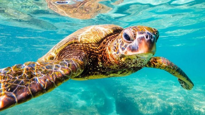A sea turtle swimming in the ocean in Saint John’s, Antigua A sea turtle swimming in the ocean in Saint John’s, Antigua