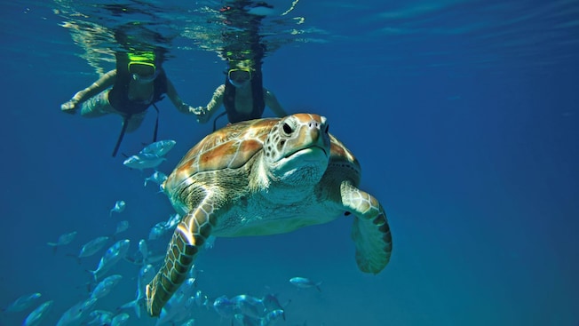 Two Guests snorkeling in the ocean behind a school of fish and a sea turtle Two Guests snorkeling in the ocean behind a school of fish and a sea turtle