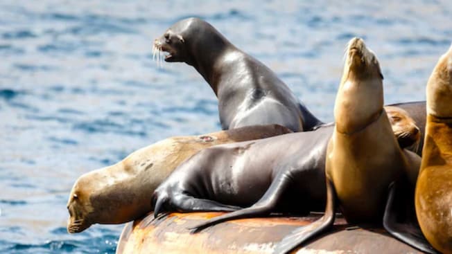 Seals sunbathing on a platform in the middle of the Pacific Ocean Seals sunbathing on a platform in the middle of the Pacific Ocean