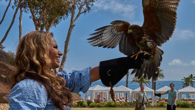 A falcon landing on a woman’s gloved hand on Catalina Island in California