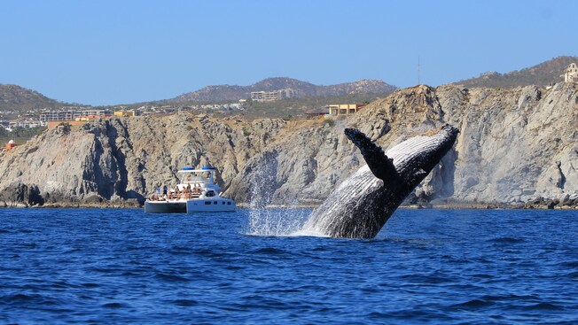 A humpback whale rising out of the water near a boat in Cabo San Lucas, Mexico