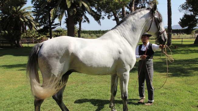 A horse trainer standing next to an Andalusian horse while holding the reins A horse trainer standing next to an Andalusian horse while holding the reins