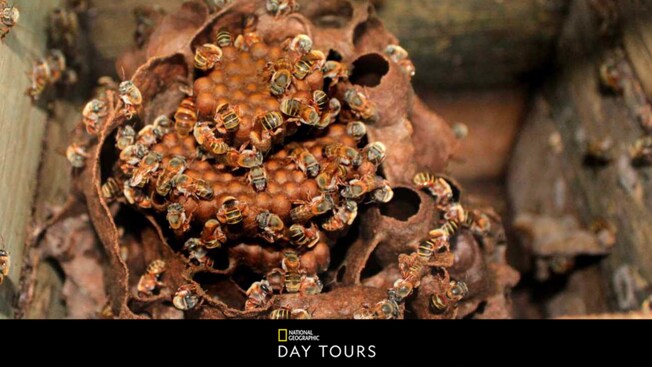 A colony of bees on a honeycomb