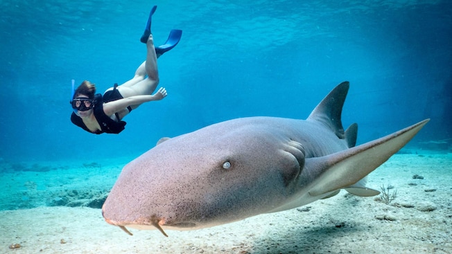 A diver swims alongside a nurse shark