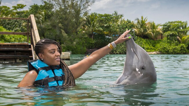A Guest interacts with a dolphin while in the water