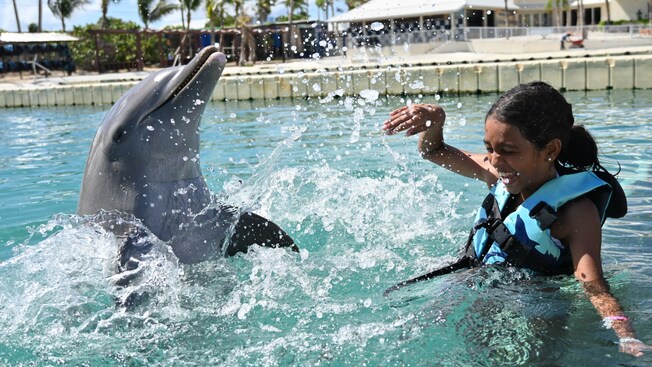 A girl wearing a life jacket while swimming with a dolphin in a pool in Grand Cayman