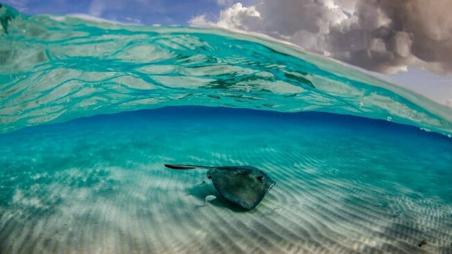 Uma arraia nadando ao longo de um banco de areia em Grand Cayman