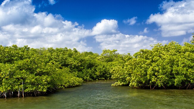 Shrubbery and trees growing in the middle of a waterway