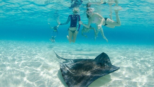 A family swims near a stingray swimming along the sea floor