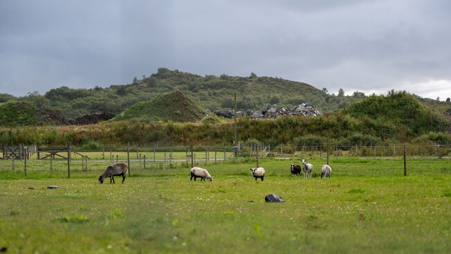 Ovejas pastando en un campo