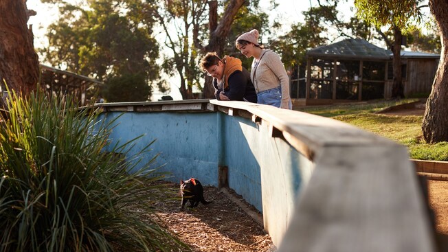 2 people looking at a Tasmanian devil inside an enclosure at the Bonorong Wildlife Sanctuary