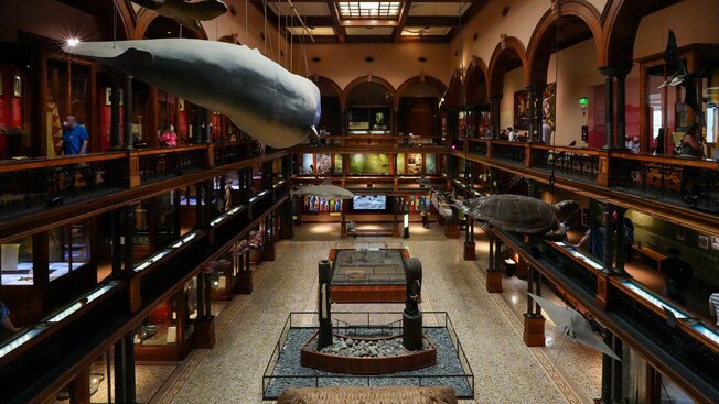 Replicas of marine animals hanging from the ceiling of a natural history museum