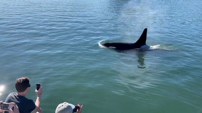 Guests watch from a platform as whales crest the surface of the ocean