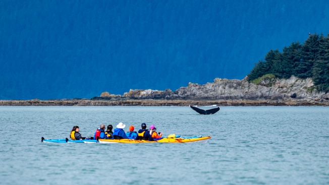 People in a kayak watching a whale raise its tail out of the water People in a kayak watching a whale raise its tail out of the water