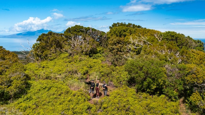 Vista aérea de três amigos cercados por árvores em uma floresta havaiana Vista aérea de três amigos cercados por árvores em uma floresta havaiana