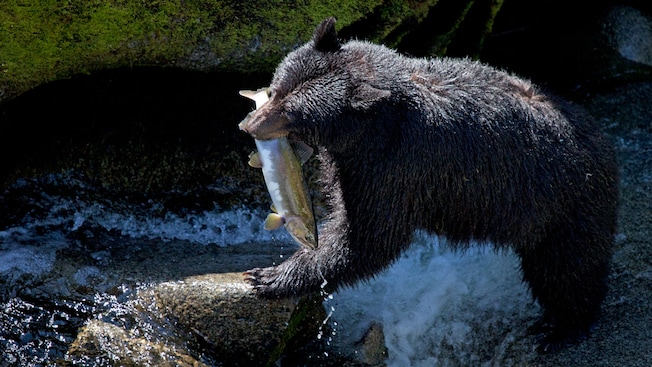Um urso-negro parado em um rio com um salmão na boca Um urso-negro parado em um rio com um salmão na boca
