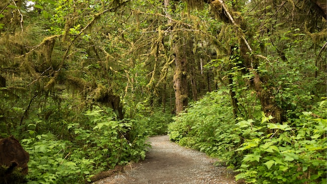 A path leads through a forest, with moss hanging from tree branches A path leads through a forest, with moss hanging from tree branches