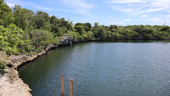 Diverse tropical foliage growing alongside a body of water