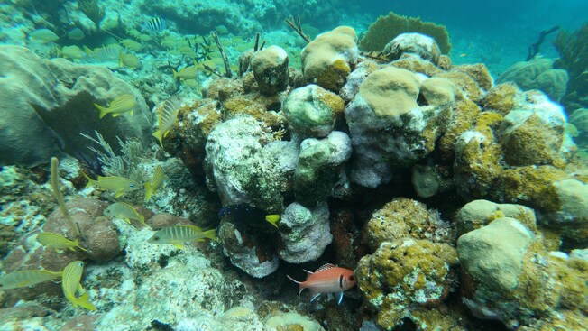 A coral reef