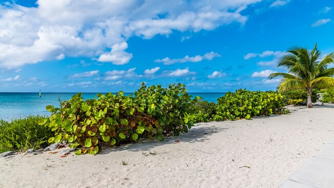 A beach with a group of plants in The Bahamas