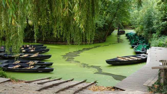 A waterway covered in green algae winding through a verdant forest A waterway covered in green algae winding through a verdant forest