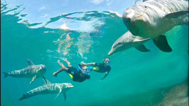 Two people swimming with dolphins at Dolphin Cay at Atlantis on Paradise Island in The Bahamas Two people swimming with dolphins at Dolphin Cay at Atlantis on Paradise Island in The Bahamas