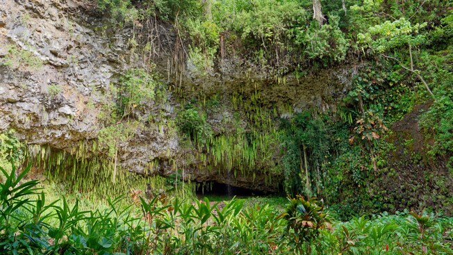 Um penhasco de rocha vulcânica coberto de samambaias e outras folhagens, com água escorrendo para uma caverna abaixo