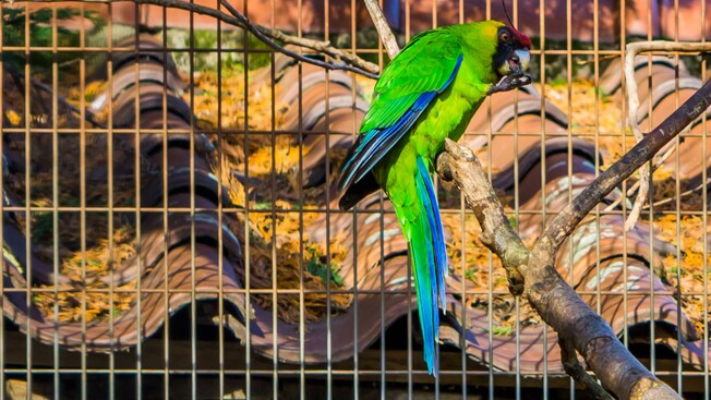 A bird with brightly colored plumage perching on a branch inside a wired enclosure
