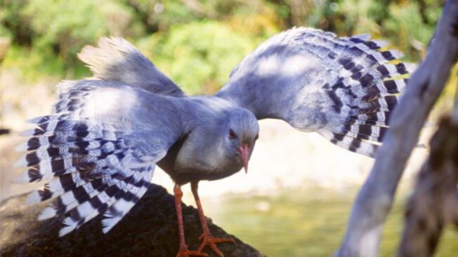 A bird spreading its wings
