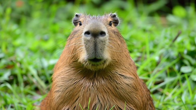 A capybara looking straight ahead A capybara looking straight ahead