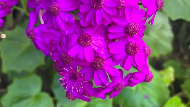Flowers on a bush at Taranaki Gardens & Vines