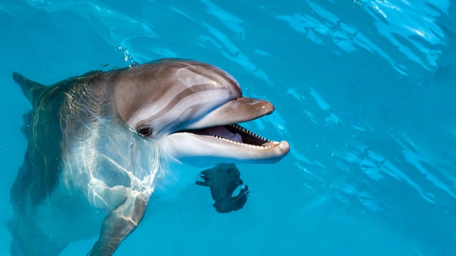 A dolphin with its head breaking through the surface of the water A dolphin with its head breaking through the surface of the water