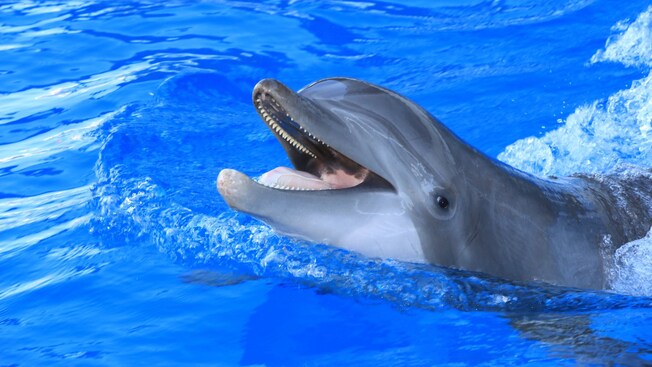 A dolphin swimming in a pool in Puerto Vallarta