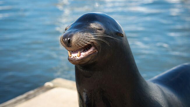 Un león marino sonríe con sus ojos cerrados en un muelle