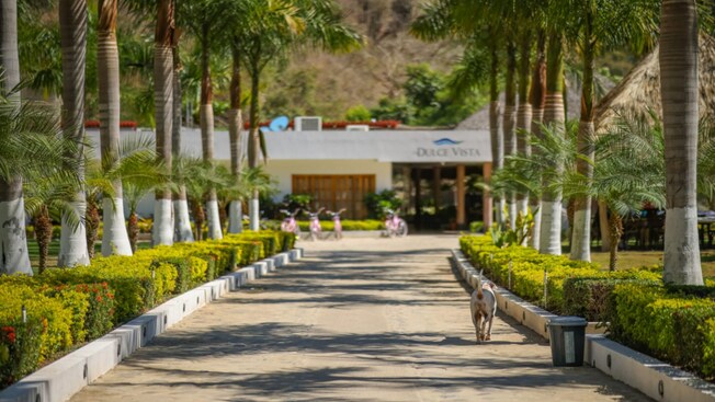 A dog walking down the entrance of La Dulce Vista retreat in Puerto Vallarta with palm trees on both sides