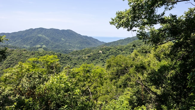 A view of the tropical forest of the Sierra Mountains outside Puerto Vallarta, Mexico A view of the tropical forest of the Sierra Mountains outside Puerto Vallarta, Mexico