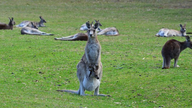 An Australian kangaroo with a joey peeking out of its pouch