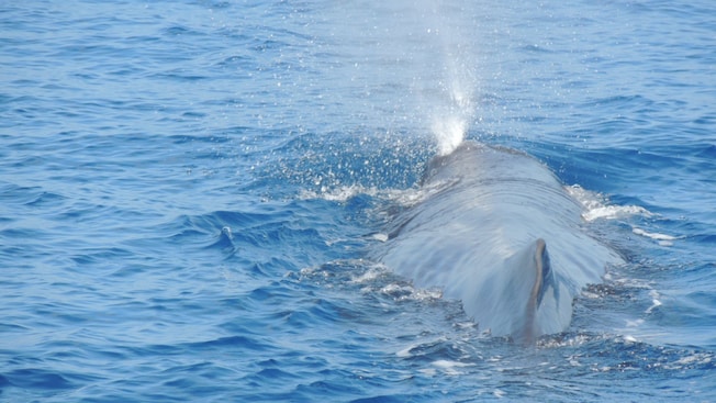 Water spraying out of a whale’s blowhole Water spraying out of a whale’s blowhole