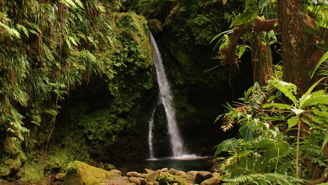 A waterfall in a tropical setting