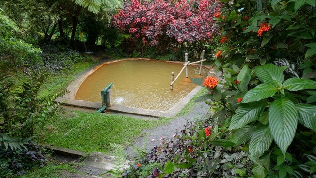 A secluded hot springs enclosed by a stone border, set amid flowering plants and trees