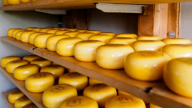 Rows of cheese wheels on shelves