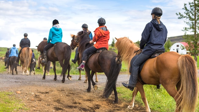 Um grupo de pessoas andando a cavalo na Islândia Um grupo de pessoas andando a cavalo na Islândia