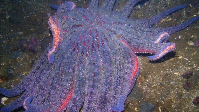 A Sunflower Sea Star under the water